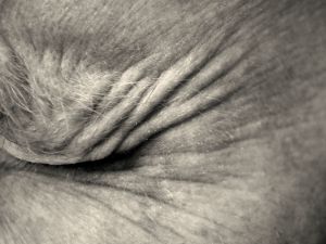 body parts_4b77c018b65c9_hires